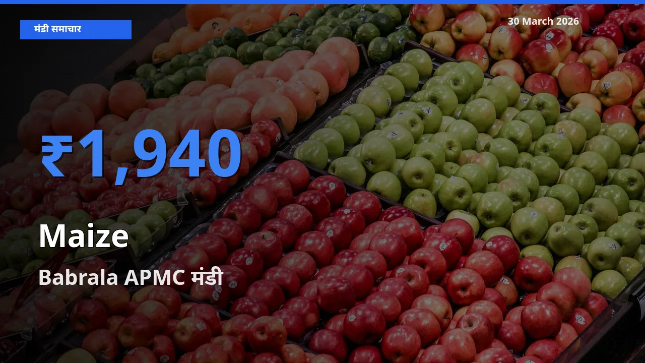 Babrala APMC मंडी में मक्का ₹1,940 पर पहुँचा – आज का सर्वोच्च भाव