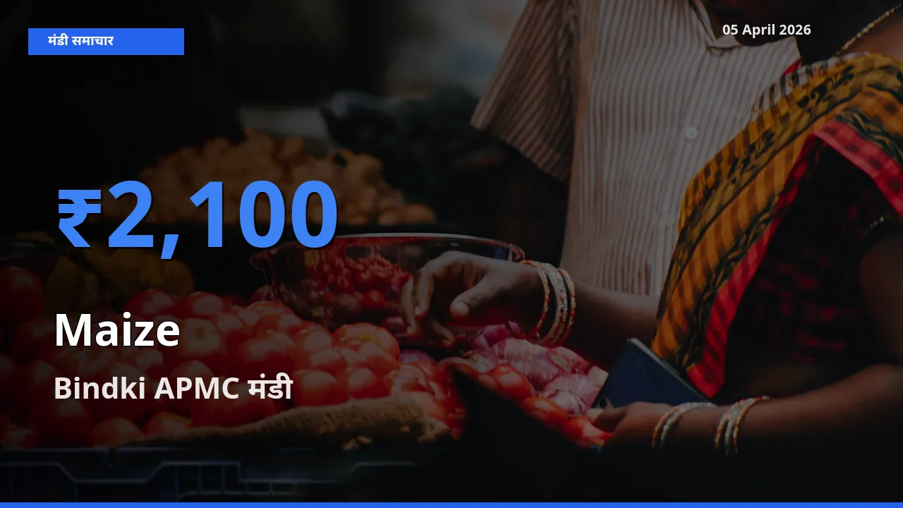 Bindki APMC में मक्का का आज सबसे ऊँचा भाव