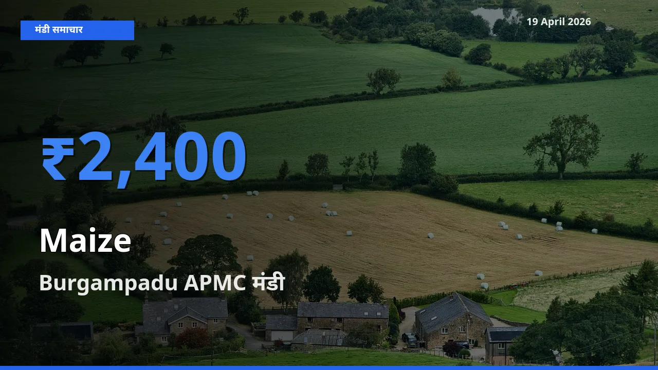 किसानों की पसंद बना Burgampadu APMC, मक्का के सबसे अच्छे दाम