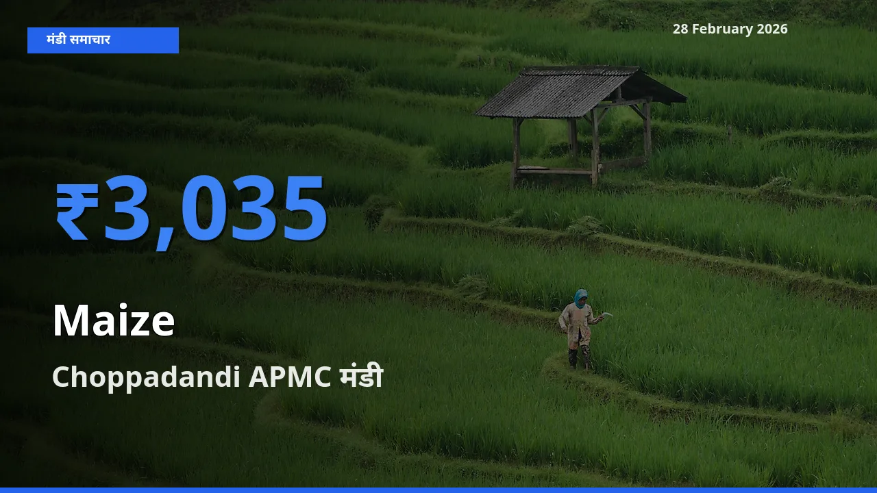 आज Maize के सबसे ज़्यादा दाम Choppadandi APMC मंडी में दर्ज