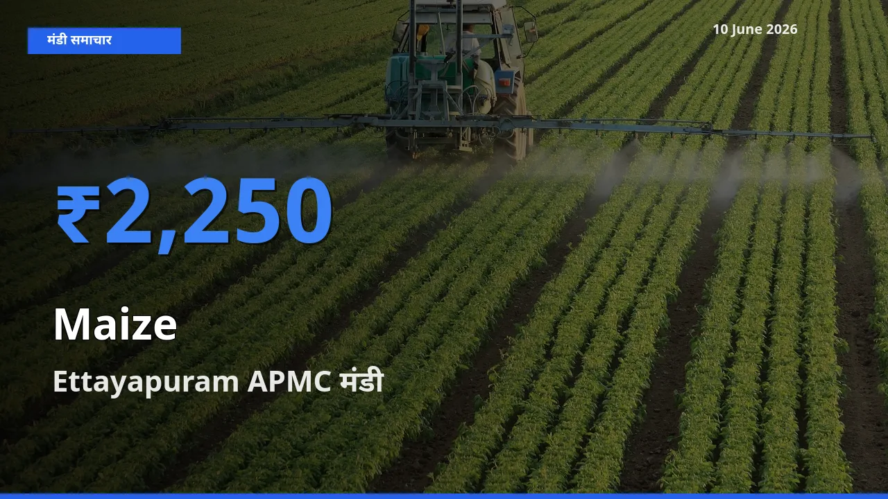टॉप मंडी बना Ettayapuram APMC! मक्का के सबसे ऊँचे दाम यहीं दर्ज
