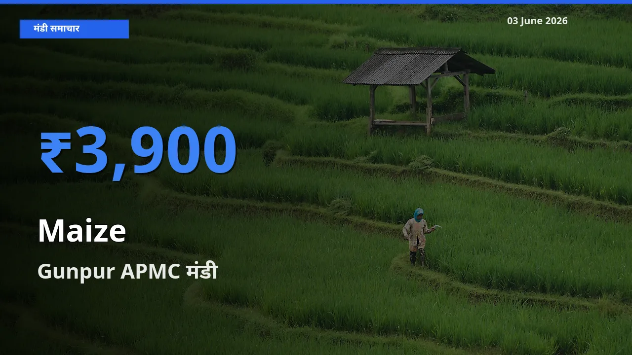 किसानों की पसंद बना Gunpur APMC, मक्का के सबसे अच्छे दाम