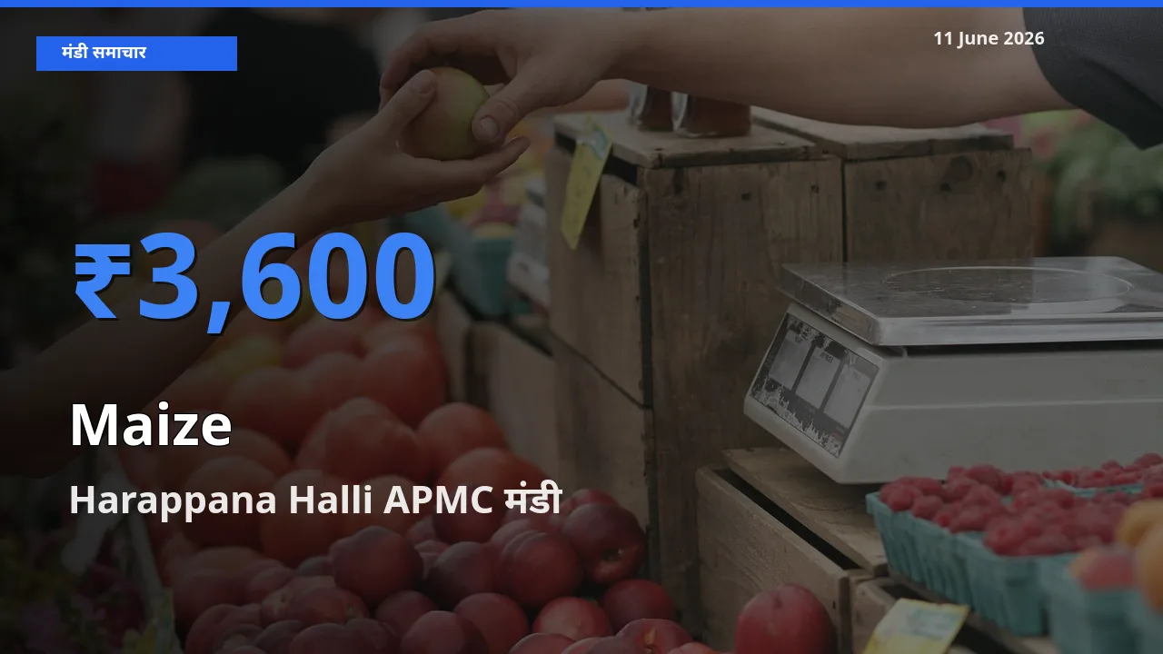 आज मक्का के सबसे ऊँचे दाम ₹3,600 Harappana Halli APMC मंडी में