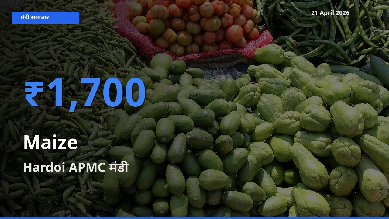 Hardoi APMC मंडी में मक्का ₹1,700 पर पहुँचा – आज का सर्वोच्च भाव