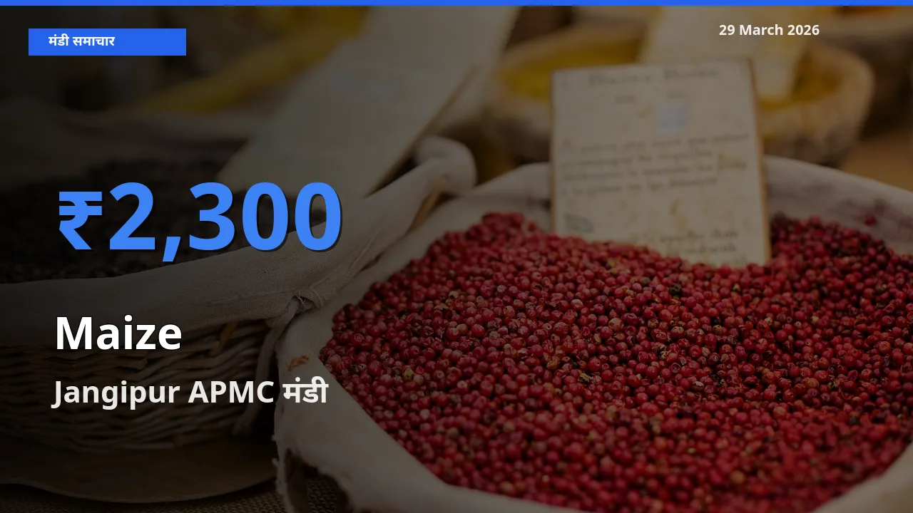 Jangipur APMC मंडी में मक्का ₹2,300 पर पहुँचा – आज का सर्वोच्च भाव