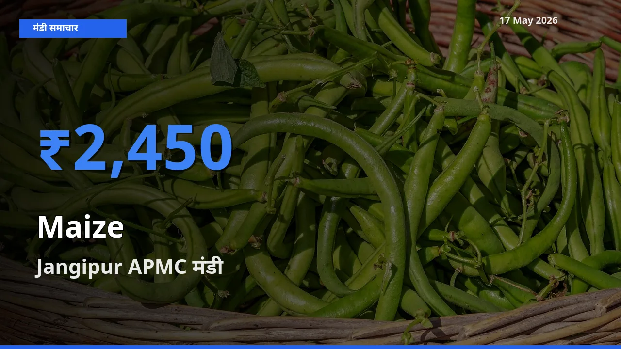 आज मक्का के सबसे ऊँचे दाम ₹2,450 Jangipur APMC मंडी में