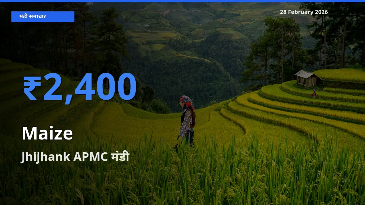 आज का मंडी भाव: Maize के सबसे ज़्यादा दाम Jhijhank APMC में