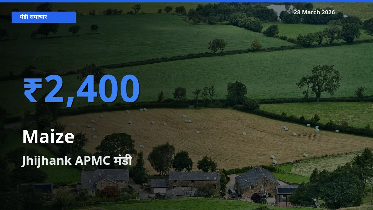 टॉप मंडी बना Jhijhank APMC! मक्का के सबसे ऊँचे दाम यहीं दर्ज