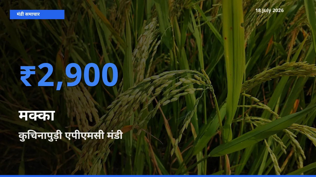 आज का मंडी भाव: मक्का के सबसे ज़्यादा दाम कुचिनापुड़ी एपीएमसी में