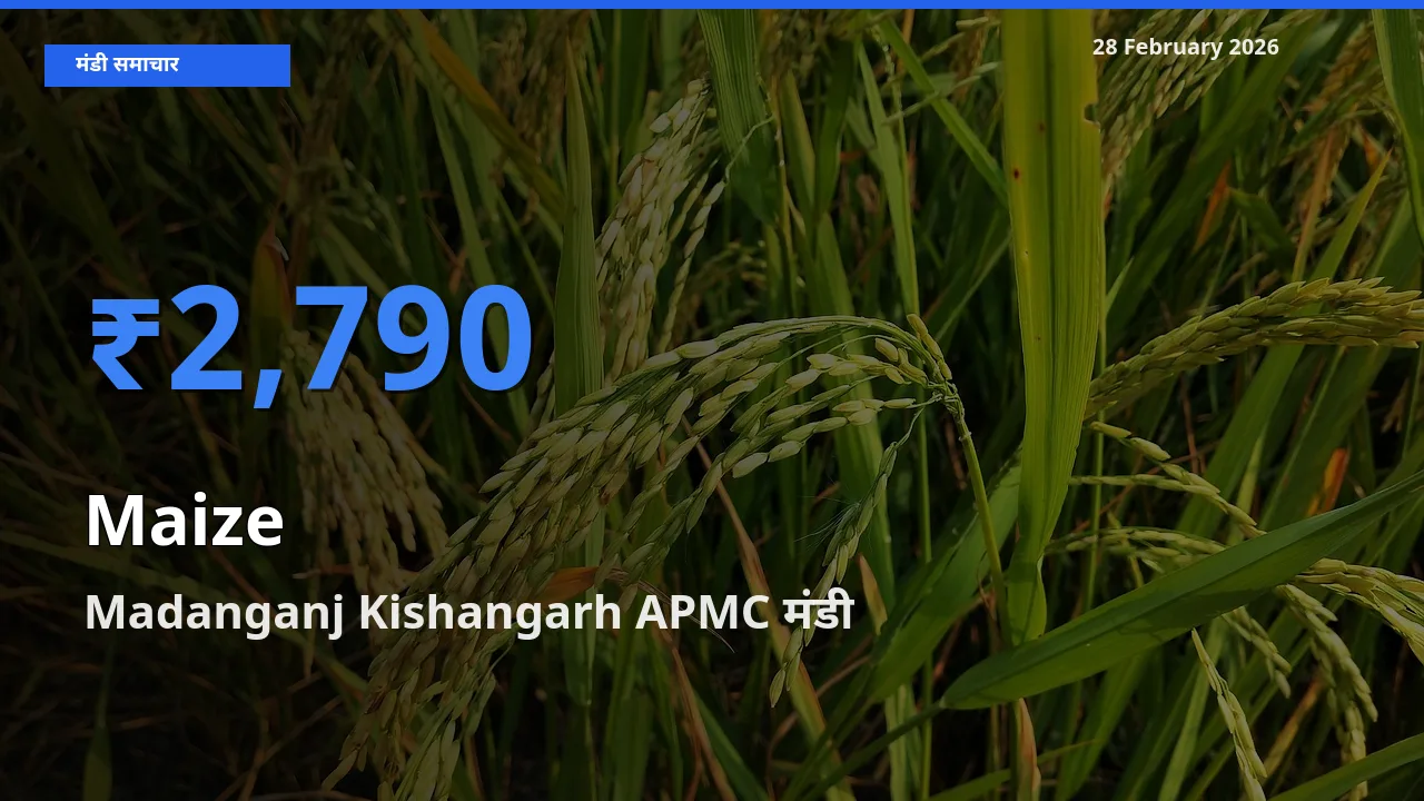 Madanganj Kishangarh APMC मंडी में आज Maize के सबसे ऊँचे दाम दर्ज
