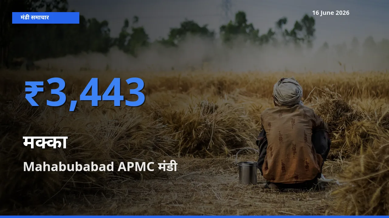 आज का मंडी भाव: मक्का के सबसे ज़्यादा दाम Mahabubabad APMC में