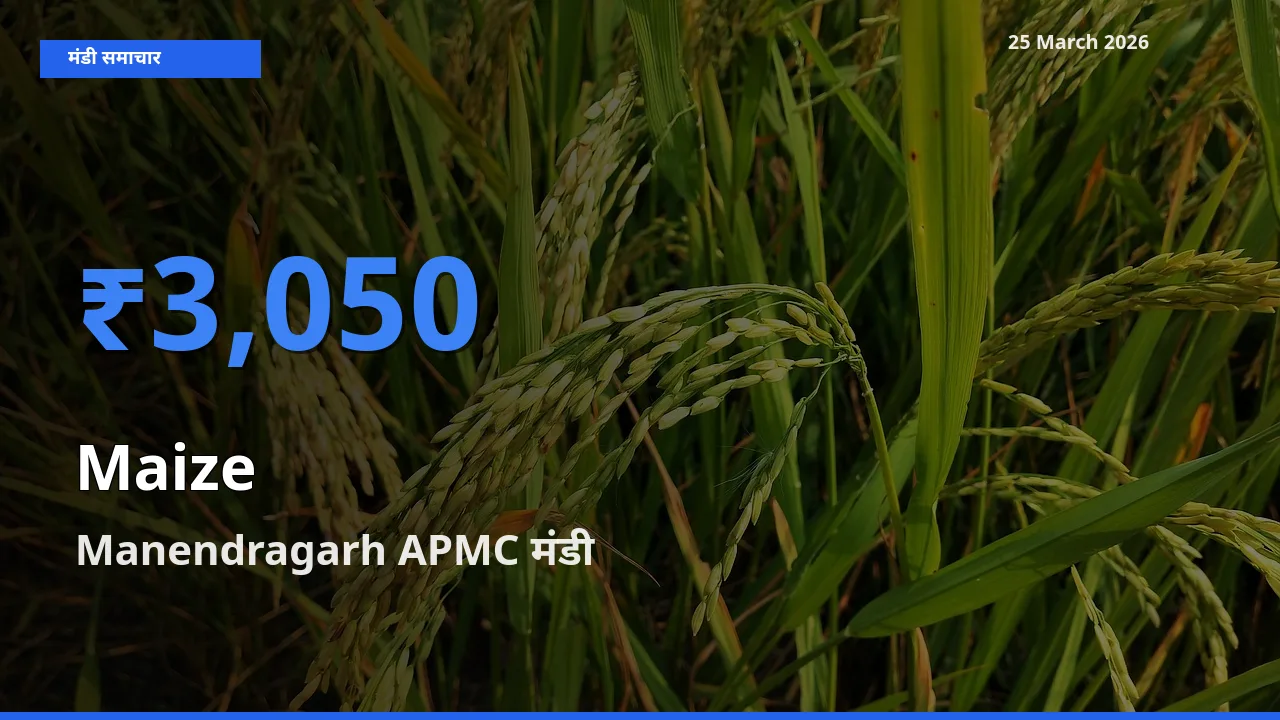 बाज़ार संकेत: Manendragarh APMC बना मक्का के लिए आज की टॉप मंडी
