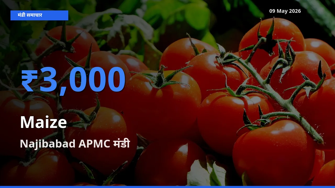 टॉप मंडी बना Najibabad APMC! मक्का के सबसे ऊँचे दाम यहीं दर्ज