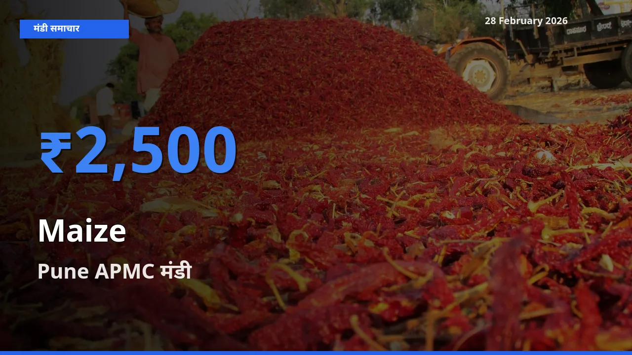 टॉप मंडी बना Pune APMC! Maize के सबसे ऊँचे दाम यहीं दर्ज
