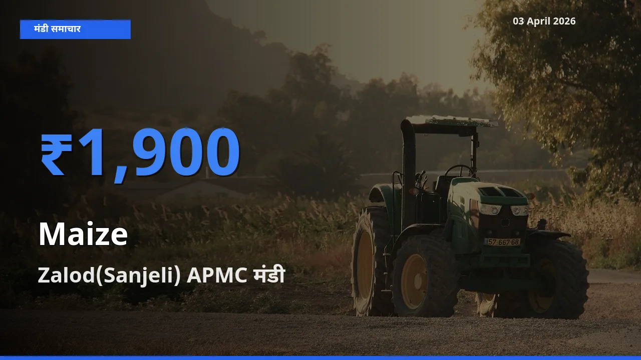 आज मक्का के सबसे ऊँचे दाम ₹1,900 Zalod(Sanjeli) APMC मंडी में