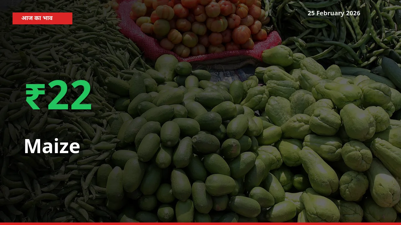 स्थानीय मंडी में Maize के दाम अचानक 21.75% उछले, किसान सतर्क
