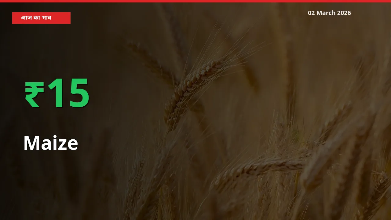 अचानक तेजी! मंडी में Maize के दाम 15.16% चढ़े