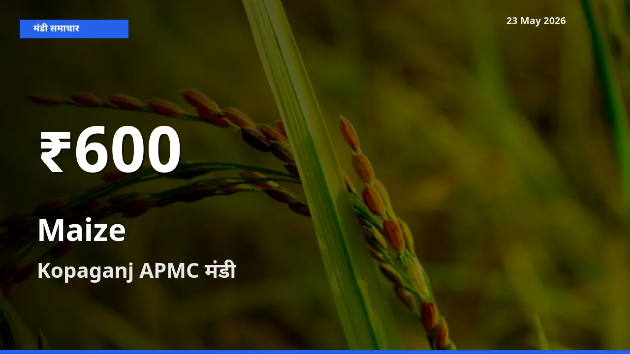 मक्का के दाम 30 दिनों के सबसे निचले स्तर पर, Kopaganj APMC