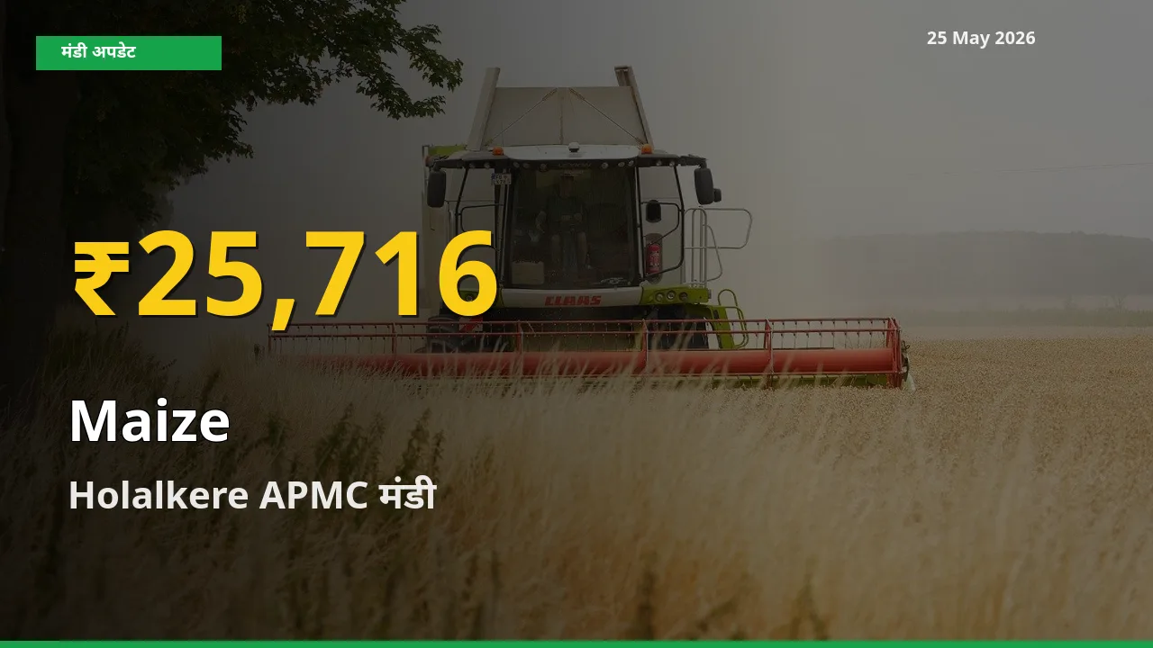 आज का मंडी भाव: Holalkere APMC में मक्का सबसे ऊँचे स्तर पर