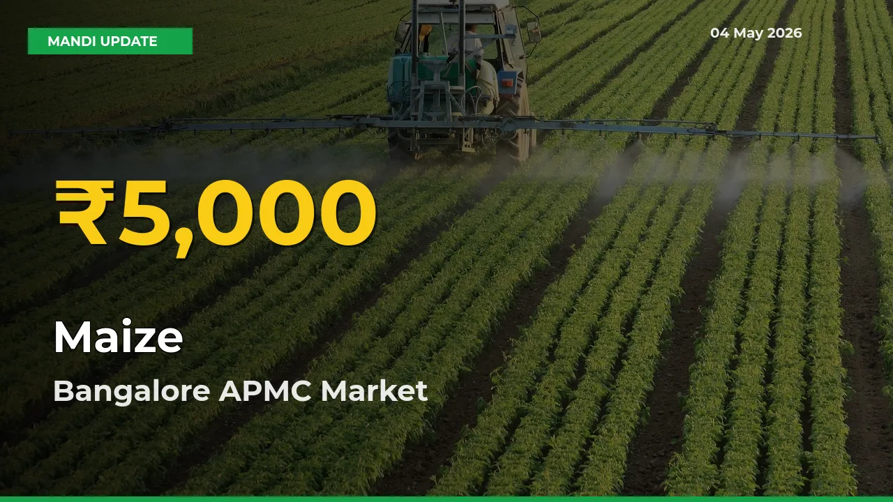 Maize Mandi Rate Surges Today in Bangalore APMC – Highest Level in 30 Days