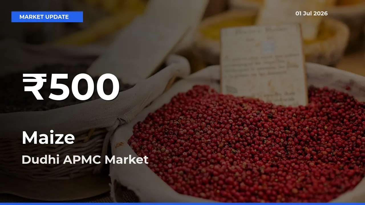 Maize Prices Touch 30-Day Low in Dudhi APMC – July 01 Update