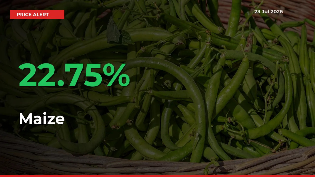 Maize Rises 22.75% at Mandis