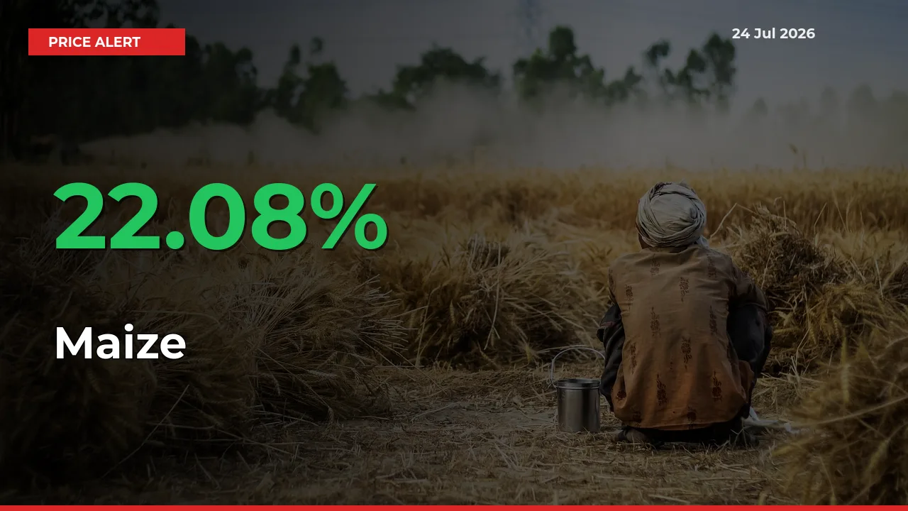 Maize Prices Rise 22.08% in a Day at Major Mandis
