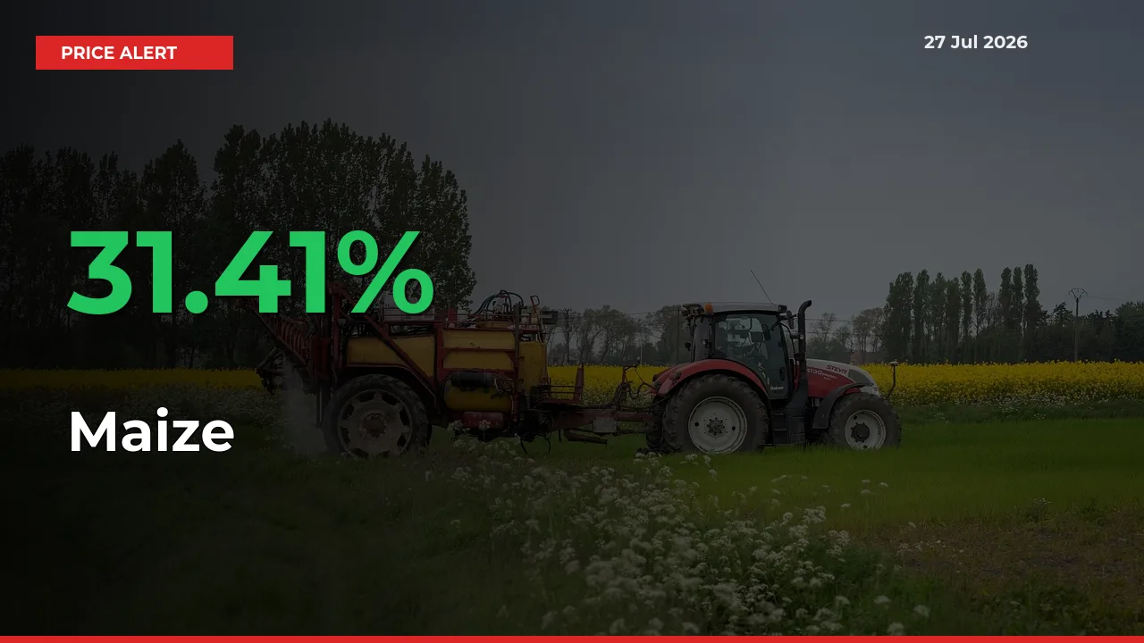 Why Maize Prices Rose 31.41% in a Day at Mandis