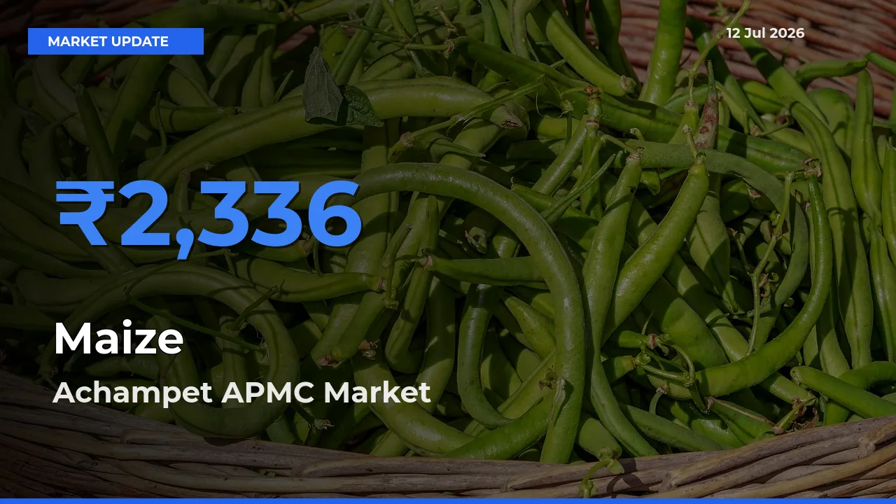 Achampet APMC Emerges as Top Mandi for Maize Prices Today