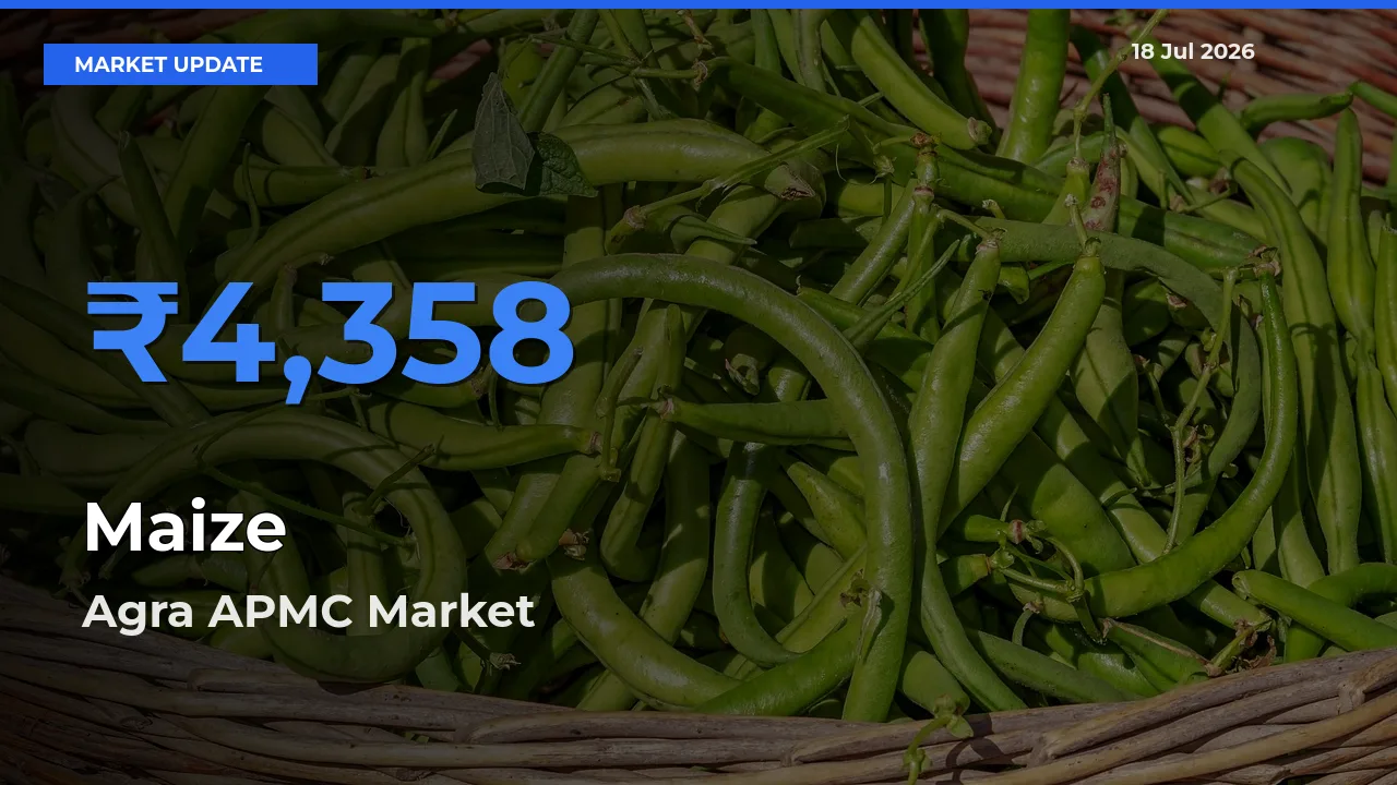 Agra APMC Records Highest ₹4,358 Rate for Maize
