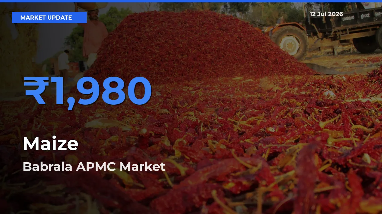 Babrala APMC Tops Maize Rates – July 12 Market Update