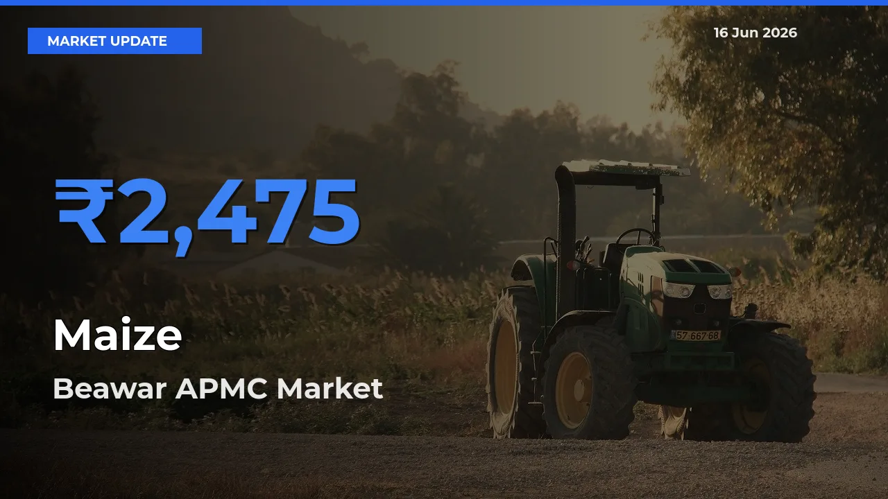 Top Performer! Beawar APMC Offers Best Maize Price Today