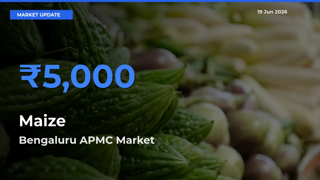 Bengaluru APMC Leads as Top Mandi for Maize Prices