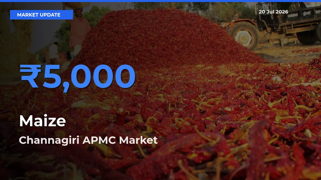 Farmers Prefer Channagiri APMC as Maize Hits Highest Rate