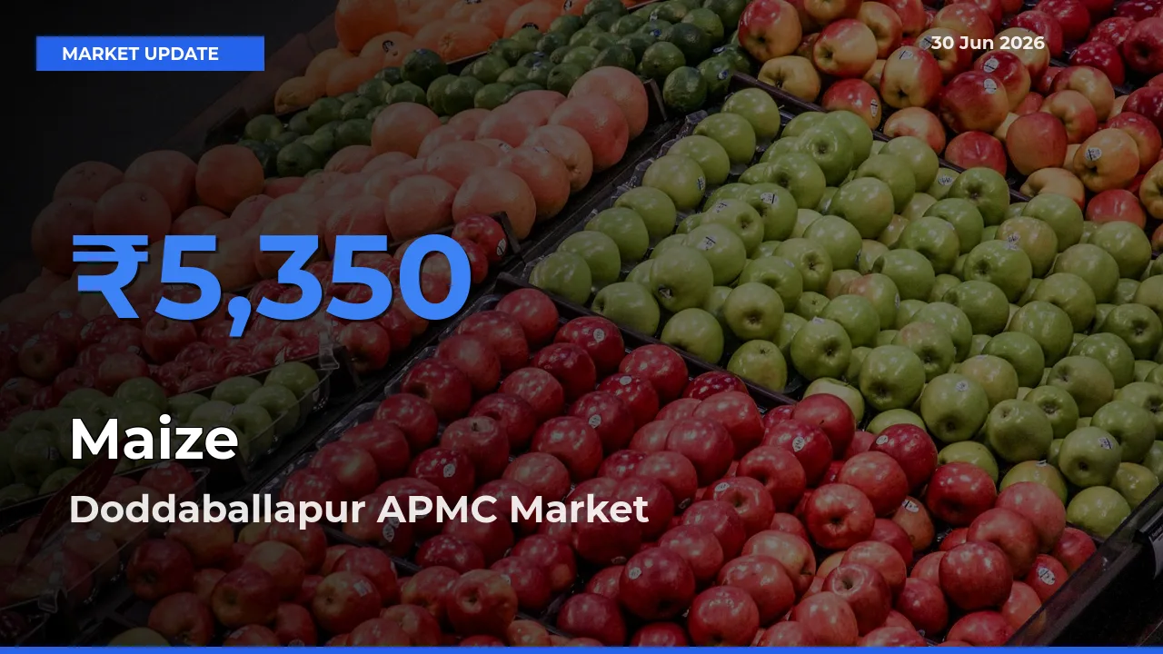 Doddaballapur APMC Tops Maize Mandi Rates Today