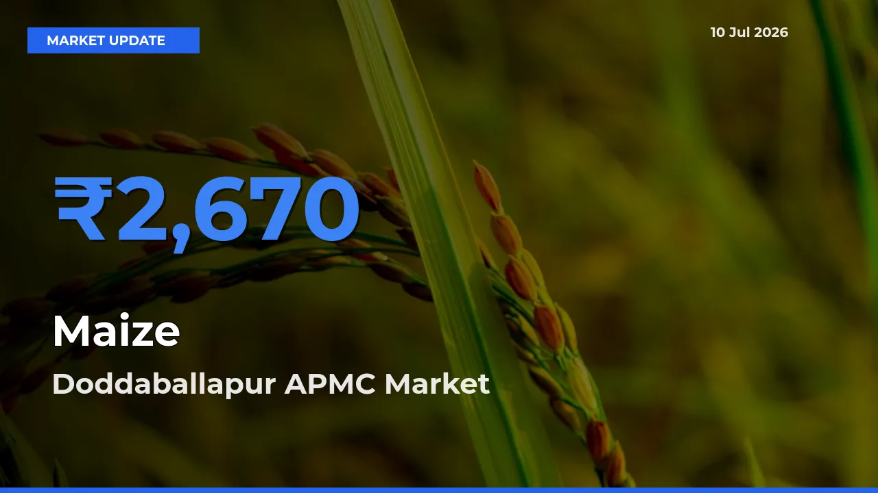 Farmers Prefer Doddaballapur APMC as Maize Hits Highest Rate