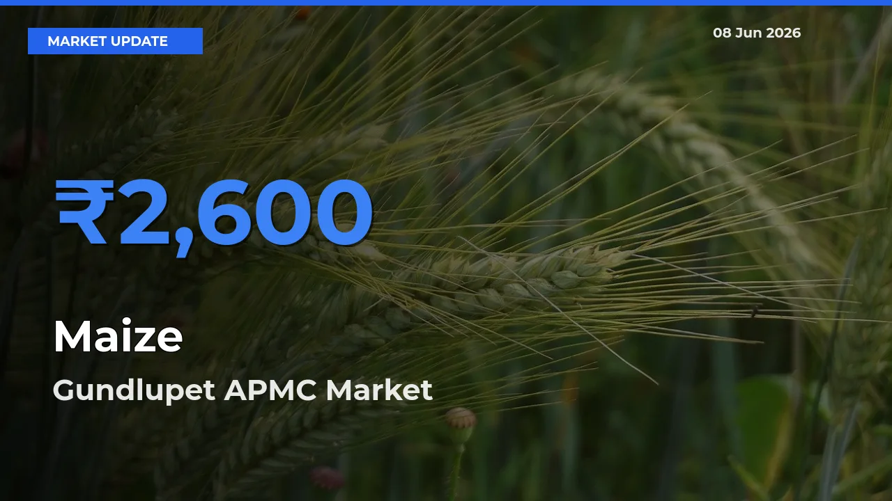 Gundlupet APMC Tops Maize Rates – June 08 Market Update