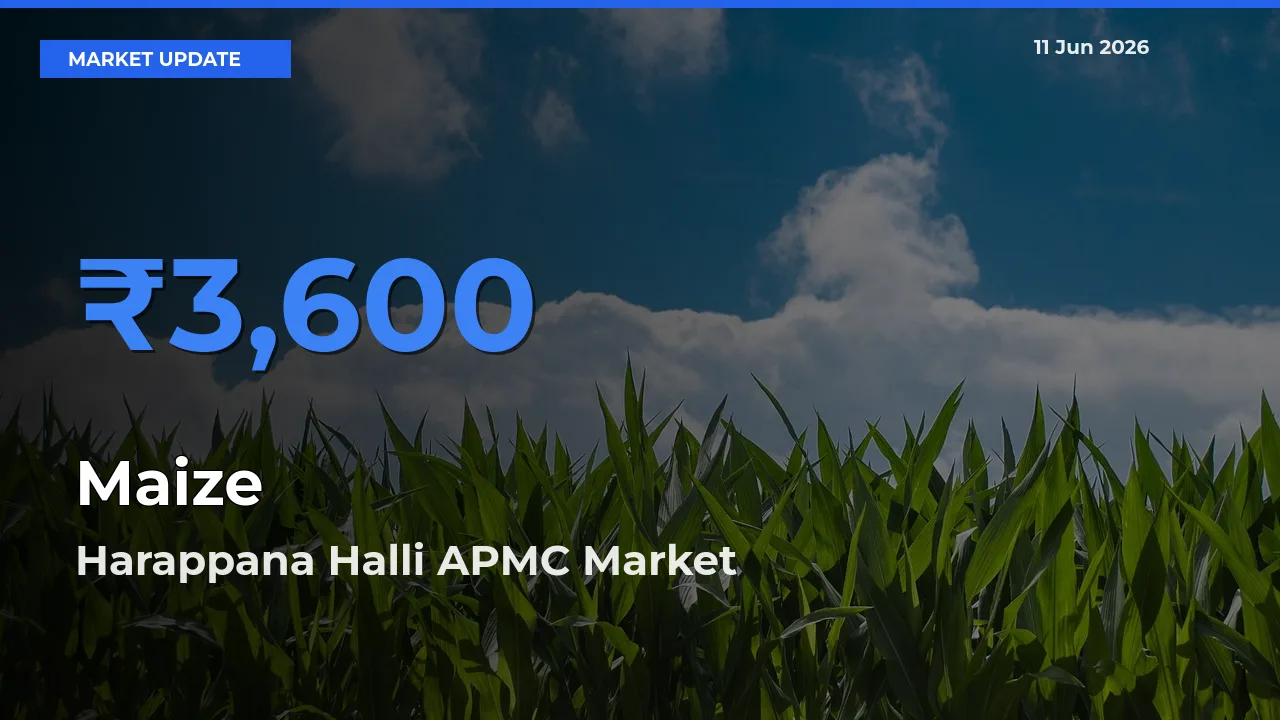 Harappana Halli APMC Leads as Top Mandi for Maize Prices