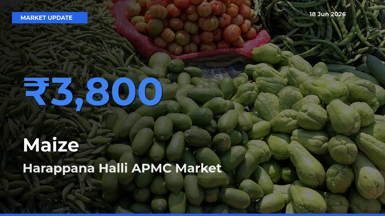 Maize Mandi Rate Today: Harappana Halli APMC Tops the List