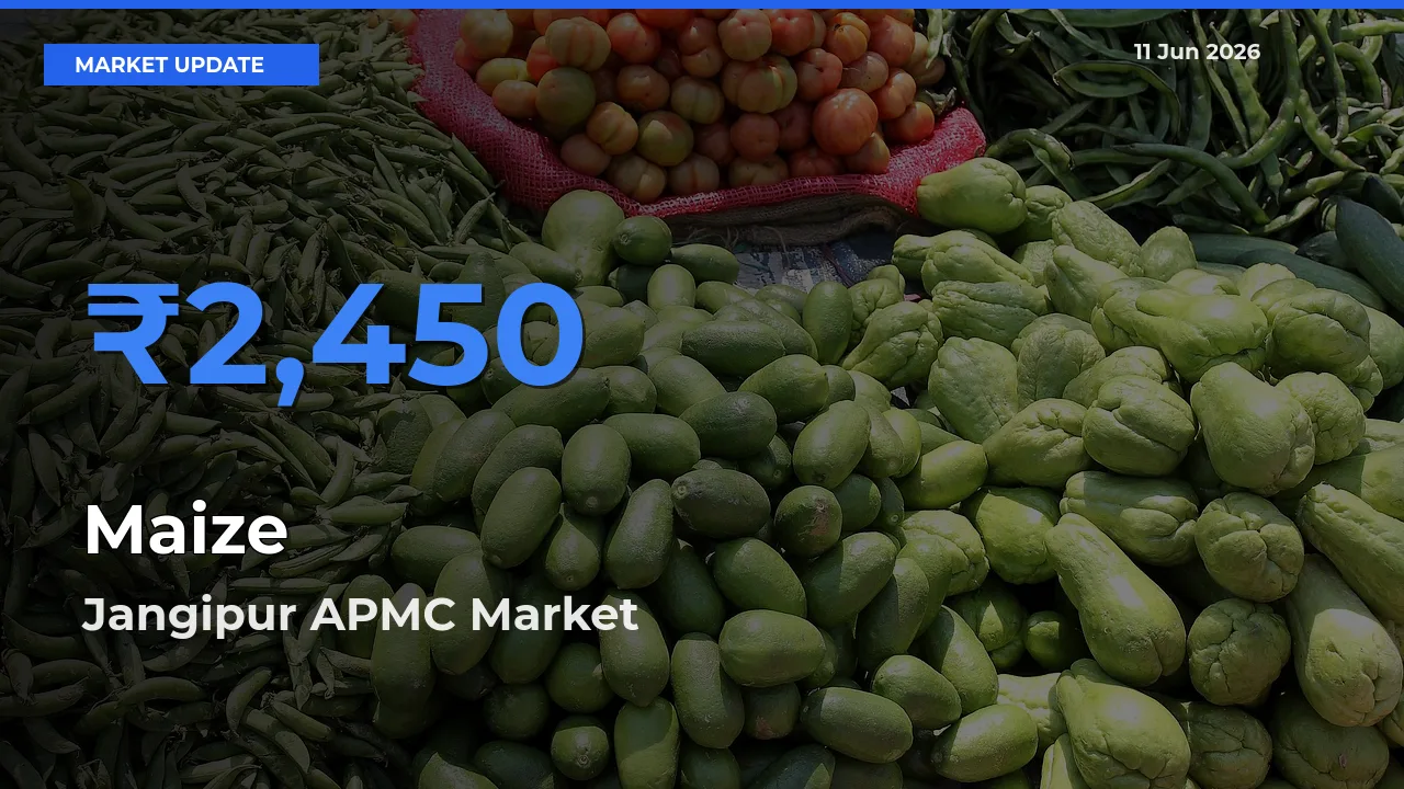 Jangipur APMC Records Highest ₹2,450 Rate for Maize