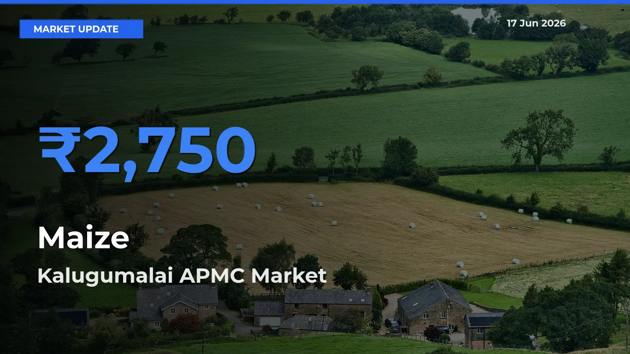Kalugumalai APMC Tops Maize Rates – June 17 Market Update