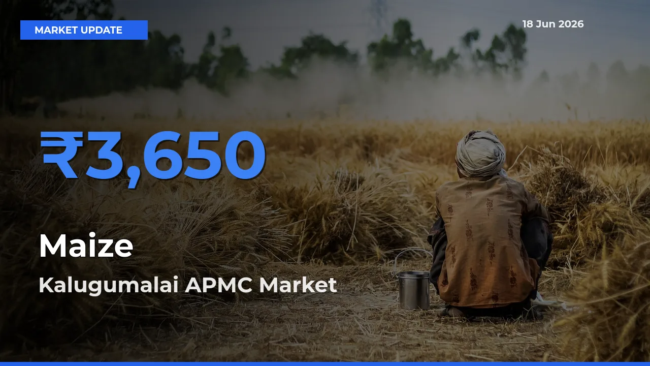 Kalugumalai APMC Tops Maize Rates – June 18 Market Update