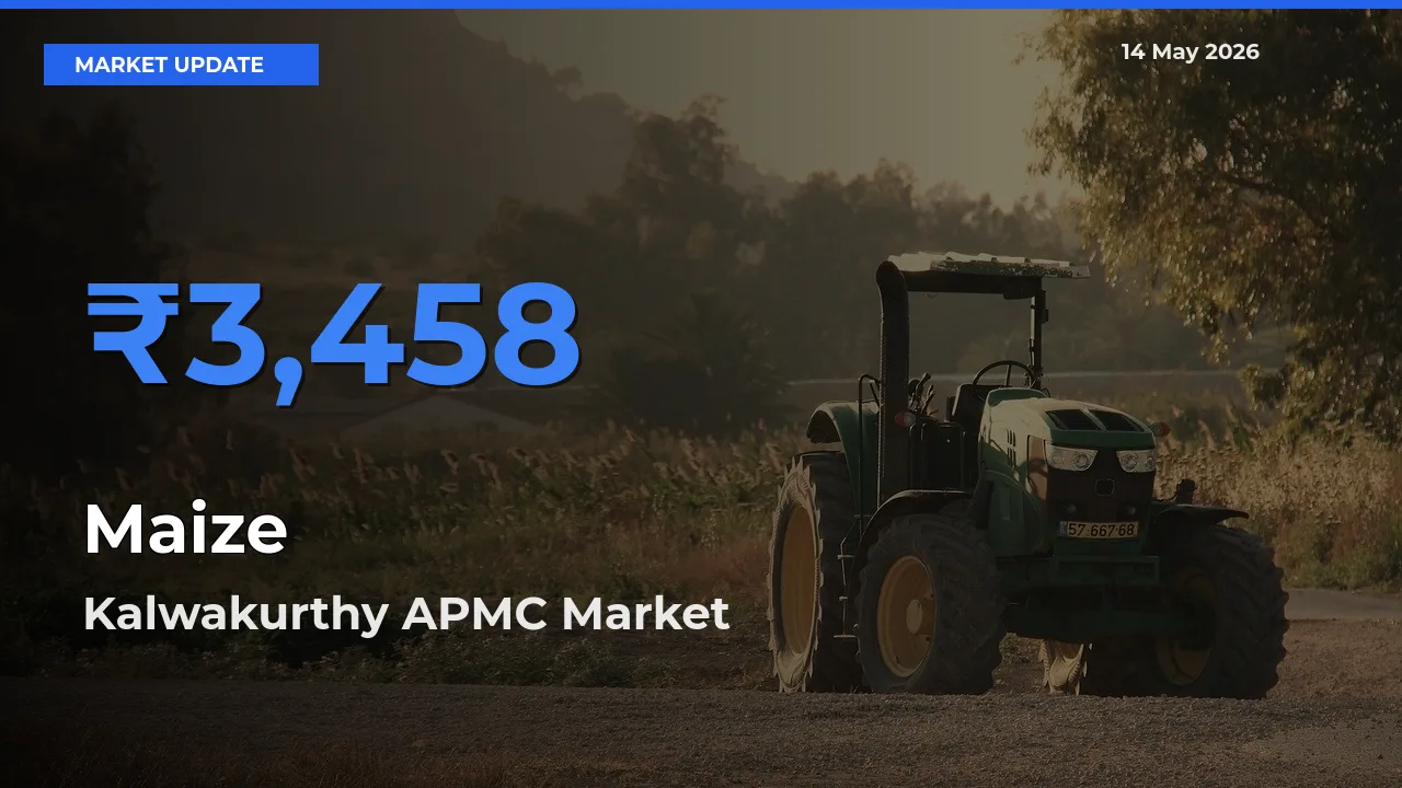 Kalwakurthy APMC Tops Maize Mandi Rates Today