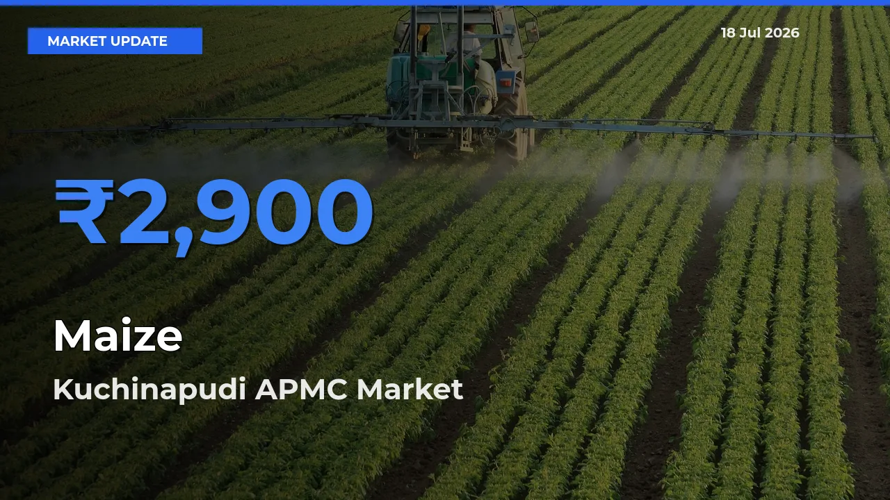 Maize Mandi Rate Today: Kuchinapudi APMC Tops the List