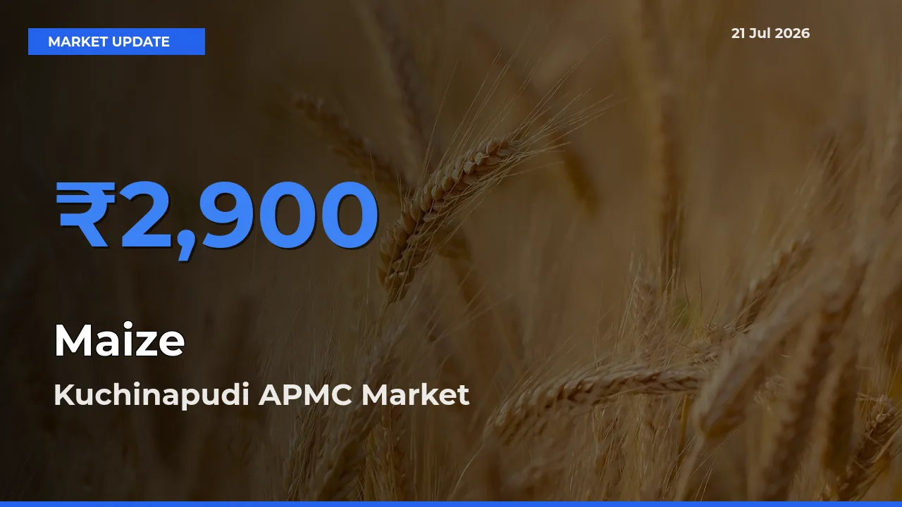 Kuchinapudi APMC Tops Maize Mandi Rates Today