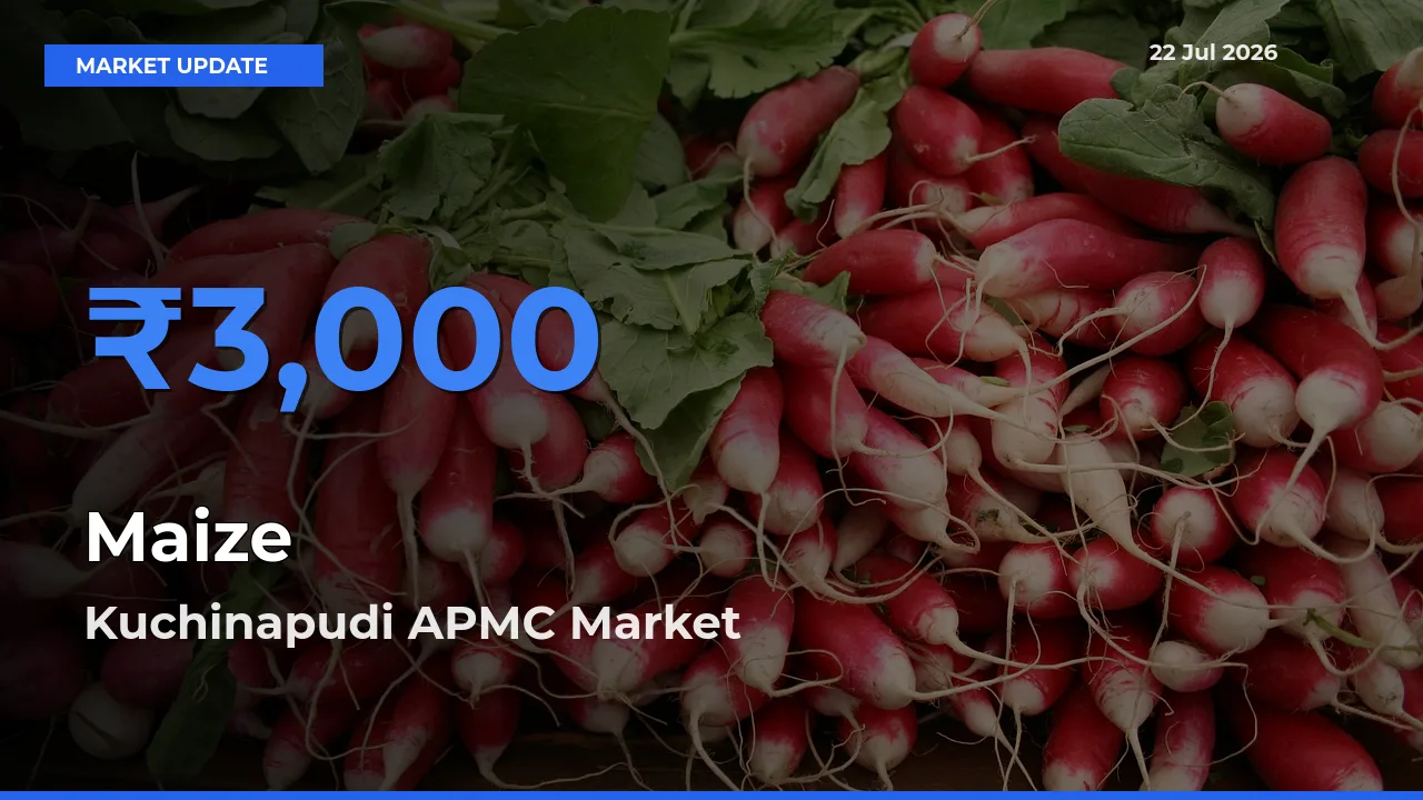 Market Watch: Kuchinapudi APMC Becomes Top Mandi for Maize