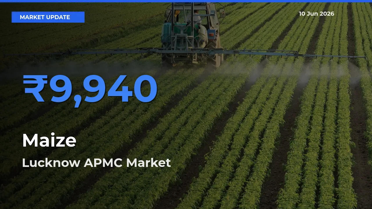 Farmers Prefer Lucknow APMC as Maize Hits Highest Rate