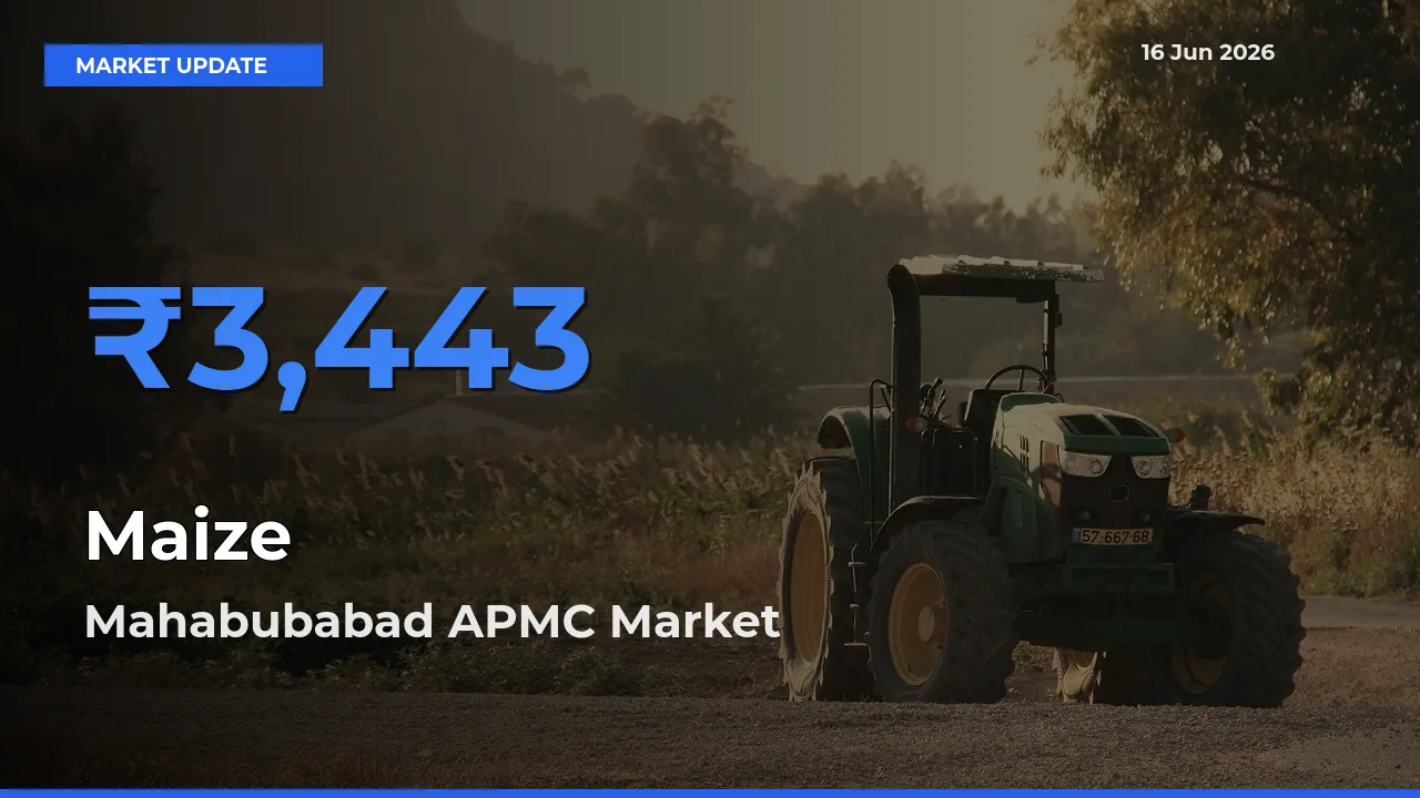 Mahabubabad APMC Leads as Top Mandi for Maize Prices