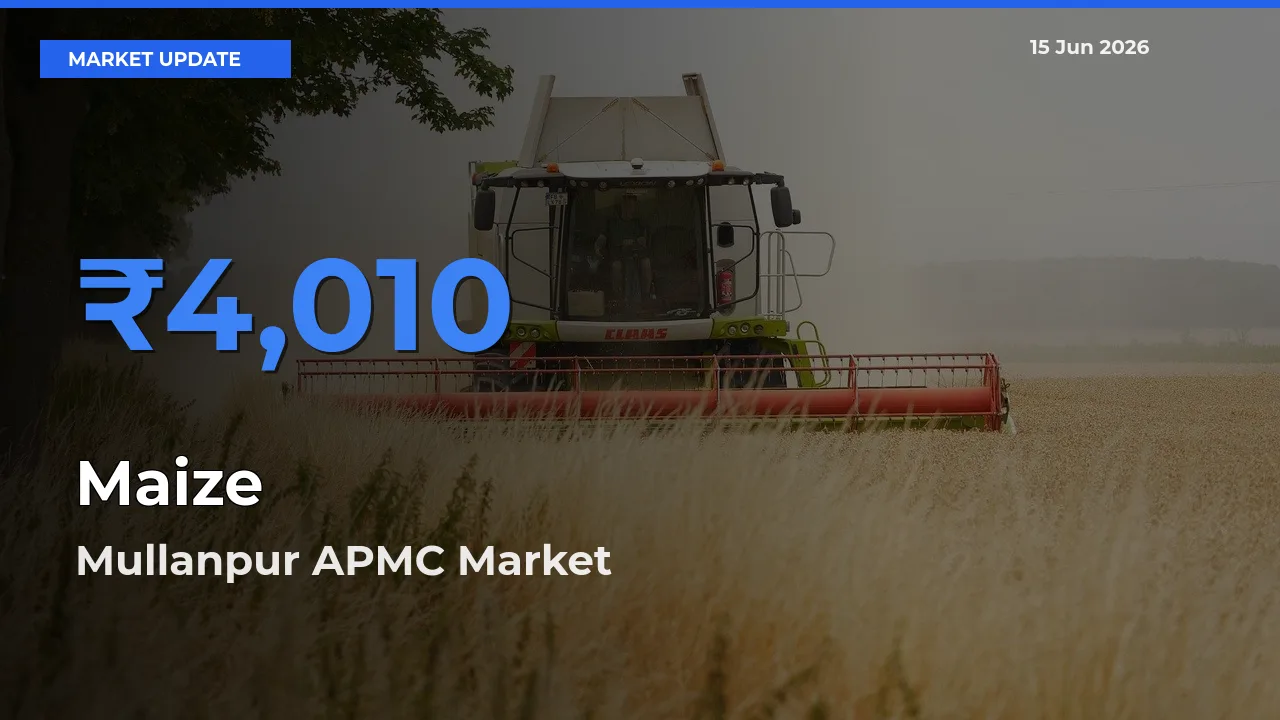 Mullanpur APMC Emerges as Top Mandi for Maize Prices Today