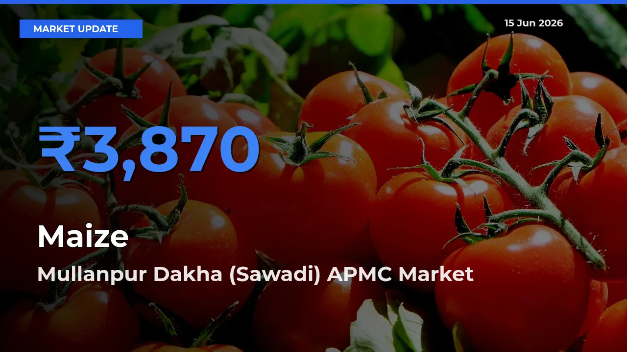 Mullanpur Dakha (Sawadi) APMC Records Highest ₹3,870 Rate for Maize